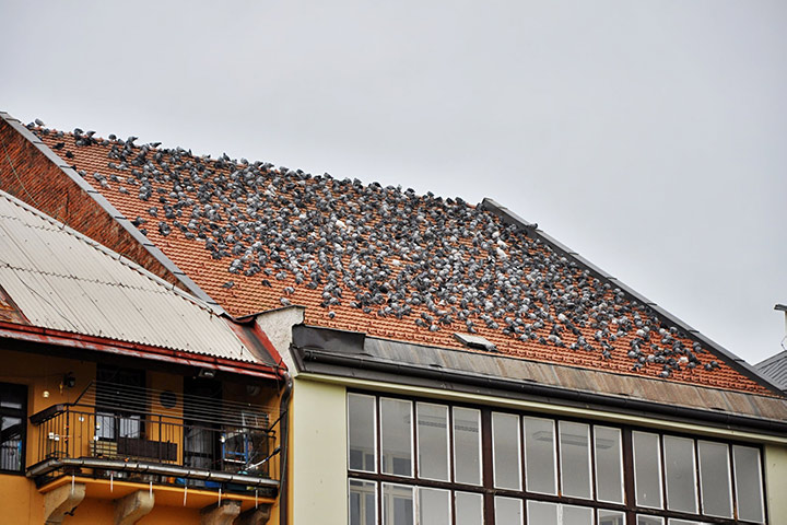 A2B Pest Control are able to install spikes to deter birds from roofs in Port Talbot. 