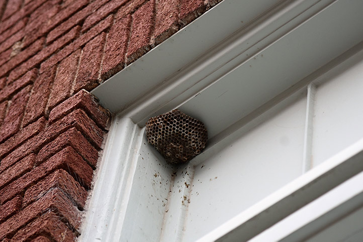 We provide a wasp nest removal service for domestic and commercial properties in Port Talbot.